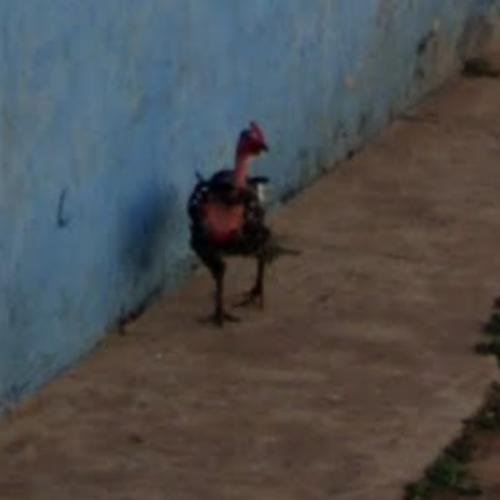 Descubre el Misterio de Chicken Road: El Juego de la Suerte en España, chicken road oficial