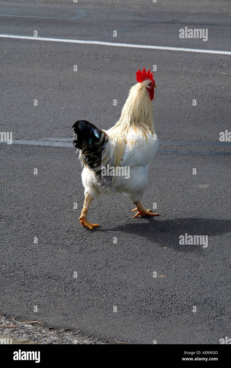 Chicken road game - Speel Nu De Nieuwste Online Casino Game: Chicken Road Gokspel