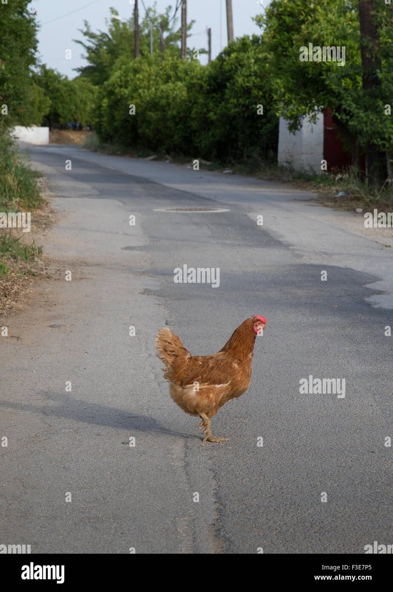 Descoperă Secretele Jocului de noroc Chicken Road în România în Romania